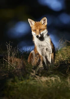 Red fox (Vulpes vulpes) sitting in deciduous woodland, Lancashire, England, UK, November