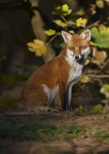 Red fox (Vulpes vulpes) sitting in deciduous woodland, Lancashire, England, UK, November