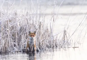 Red fox (Vulpes vulpes) sitting on a frozen lake at the edge of the reeds. London, UK