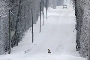 Transportation Prints: Red Fox (Vulpes vulpes) sitting in middle of snow covered road as a car approaches