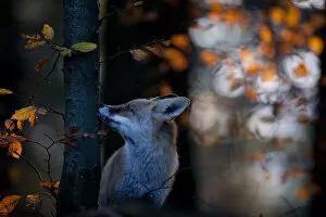 Red fox (Vulpes vulpes) sniffing beech tree trunk, Black Forest, Germany, Winner of