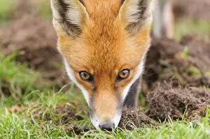 Red fox (Vulpes vulpes) sniffing the grass. London, UK. October