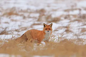 Christmas Prints: Red fox (Vulpes vulpes) in snow-covered agricultural field