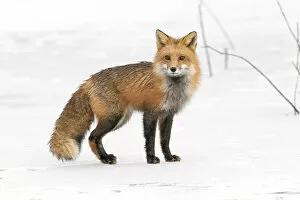 December 2021 Highlights Gallery: Red fox (Vulpes vulpes) on snow covered frozen pond, Acadia National Park, Maine, USA