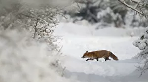 Red fox (Vulpes vulpes) in the snow, Staffordshire, UK, December