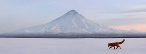 Russia Prints: Red Fox (Vulpes vulpes) in snowy landscape with Kronotsky Volcano