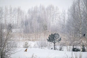 Images Dated 22nd November 2019: Red fox (Vulpes vulpes) in snowy landscape with trees and two Crows (Corfus corone