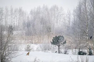 Red fox (Vulpes vulpes) in snowy landscape with trees and two Crows (Corfus corone