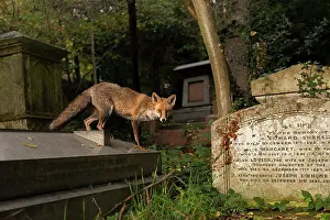 London Prints: Red fox (Vulpes vulpes) standing on gravestone