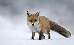 Images Dated 22nd December 2010: Red fox (Vulpes vulpes) standing in the snow, Staffordshire, UK, December