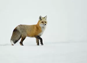 Red Fox (Vulpes vulpes) standing in snow. Yellowstone, USA, February