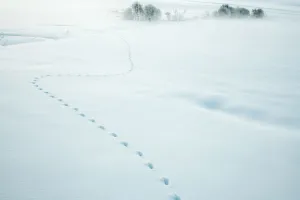 Red fox (Vulpes vulpes) tracks in fresh snow, Jura, Switzerland