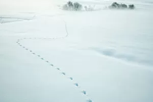 2020 July Highlights Gallery: Red fox (Vulpes vulpes) tracks in fresh snow, Jura, Switzerland