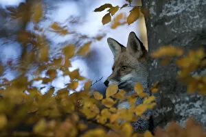 Germany Gallery: Red Fox (Vulpes vulpes) behind a tree and autumn leaves. Black Forest, Germany, November
