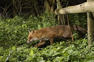 2020 June Highlights Gallery: Red fox (Vulpes vulpes) using a trail under a fence separating a garden from surrounding