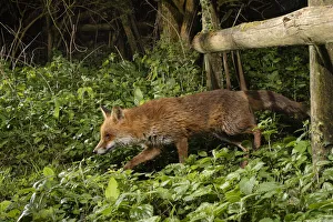 Red fox (Vulpes vulpes) using a trail under a fence separating a garden from surrounding