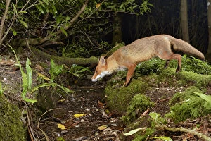 2019 February Highlights Gallery: Red fox (Vulpes vulpes) visiting woodland stream to drink at night. Camera trap image