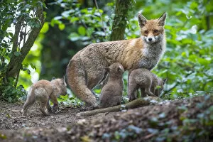 Images Dated 22nd November 2019: Red fox (Vulpes vulpes) vixen on the alert, with cubs and one suckling, Switzerland