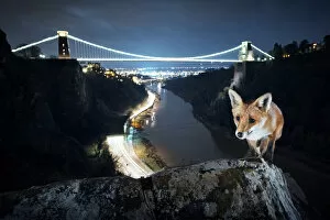 Red fox (Vulpes vulpes) vixen in front of Clifton Suspension Bridge at night. Avon Gorge