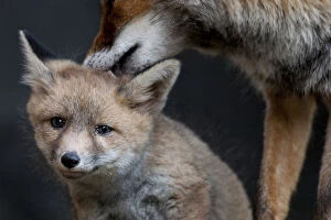 Affectionate Gallery: Red fox (Vulpes vulpes) vixen grooming cub, Sado Estuary, Portugal. May