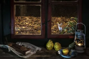 Vixen Prints: Red fox (Vulpes vulpes) vixen looking in through window of traditional cottage house