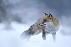 Red Fox (Vulpes vulpes) vixen in snow, Cannock Chase, Staffordshire, England, UK