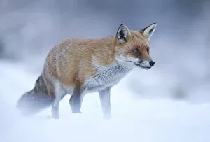 Images Dated 19th December 2010: Red Fox (Vulpes vulpes) vixen in snow, Cannock Chase, Staffordshire, England, UK, December