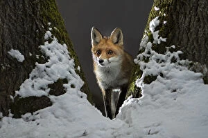 Images Dated 12th April 2022: Red fox (Vulpes vulpes) vixen standing in fork of tree on snowy night, Vertes Mountains, Hungary