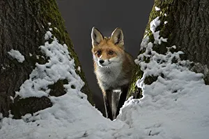 Vixen Prints: Red fox (Vulpes vulpes) vixen standing in fork of tree on snowy night