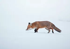 Female Animal Gallery: Red fox (Vulpes vulpes) vixen walking through snow, Derbyshire, UK. January