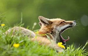 2011 Highlights Collection: Red fox (Vulpes vulpes) vixen yawning in the morning light (captive). Lifton, Devon