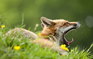 Vixen Prints: Red fox (Vulpes vulpes) vixen yawning in the morning light (captive). Lifton, Devon