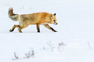 Red fox (Vulpes vulpes) walking through deep winter snow. Hayden Valley, Yellowstone, USA