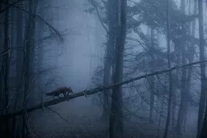 Germany Gallery: Red Fox (Vulpes vulpes) walking along a fallen trunk in misty forest