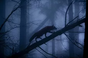 Images Dated 24th October 2011: Red Fox (Vulpes vulpes) walking along a fallen trunk, silhouetted in misty forest
