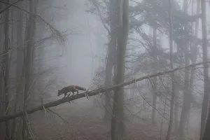 Misty Prints: Red Fox (Vulpes vulpes) walking along a fallen trunk in misty forest. Black Forest