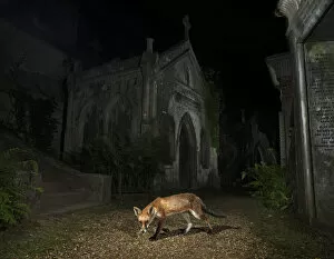 Red fox (Vulpes vulpes) walking through Highgate Cemetery Mausoleum at night, London, UK. August