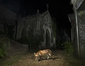 London Prints: Red fox (Vulpes vulpes) walking through Highgate Cemetery Mausoleum at night