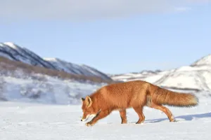 Sergey Gorshkov Prints: Red fox (Vulpes vulpes) walking in snow, Kamchatka, Far east Russia, January