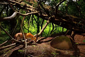 Bristol Prints: Red fox (Vulpes vulpes) wandering through Arnos Vale Cemetery, Bristol, England, UK. March