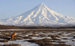 At Home in the Wild Gallery: Red Fox (Vulpes vulpes) in wide landscape with Kronotsky Volcano on the horizon