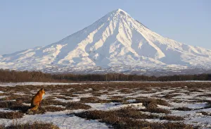 Red Fox (Vulpes vulpes) in wide landscape with Kronotsky Volcano on the horizon