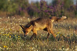 Images Dated 18th April 2009: Red fox (Vulpes vulpes) in wildflower meadow, Extremadura, Spain, April 2009