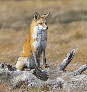 Red fox (Vulpes vulpes) in its winter coat, Yellowstone National Park, Wyoming, USA. October