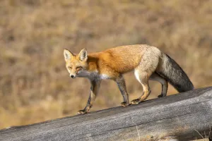 Images Dated 28th January 2022: Red fox (Vulpes vulpes) in winter coat, Yellowstone National Park, Wyoming, USA. October