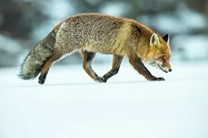 2020 July Highlights Gallery: Red fox (Vulpes vulpes) in winter snow, Jura, Switzerland