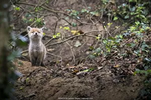 Red fox (Vulpes vulpes) young male cub near entrance to earth in woodland, Switzerland