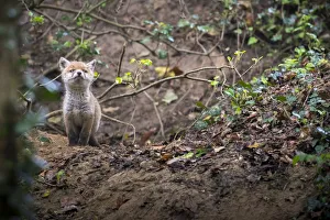 Exploration Prints: Red fox (Vulpes vulpes) young male cub near entrance to earth in woodland, Switzerland