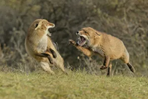 2019 August Highlights Prints: Red foxes (Vulpes vulpes) fighting in sand dune habitat, Holland, Netherlands. November