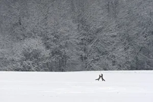 Red foxes (Vulpes vulpes) fighting in snowy field with woodland in the background